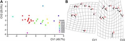 Sauropod Trackway Morphometrics: An Exploratory Study Using Highway A16 Excavation at the Courtedoux-Tchâfouè Track Site (Late Jurassic, NW Switzerland)